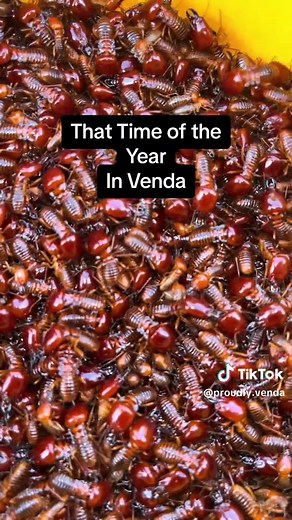 Traditional Venda Recipe: Madzhulu - That Time of the Year