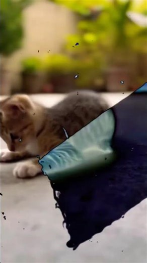 #cat #cute #cockroach #kitten #catch #funny