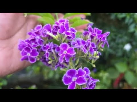 Relaxing raindrops music #relaxing #music #raindrops #relaxingmusic #sleepingmusic #sleepingtime