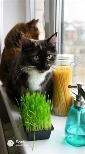 냐냥!!! #funny #healing #cat #cute