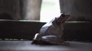 Cute Frog Just Standing Still Wooden Stock Footage Video (100% Royalty-free) 1029220688 | Shutterstock