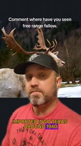 Everything you should know about fallow deer