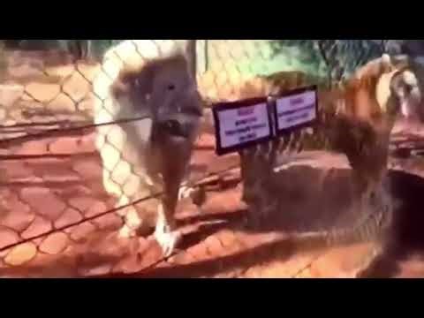 Tiger eats before the lion