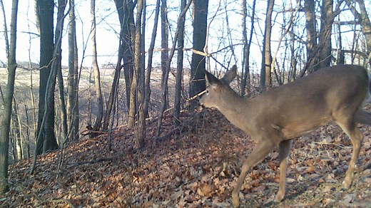 Red Tag deer program starts soon in PA, regulations may soon change