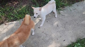 1K views | DC Shiba Inu Rescue (DC SIR) on Reels | Facebook