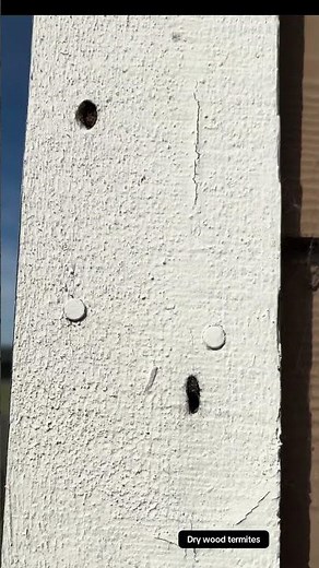 Wood destroying organisms #pestcontrolchronicles