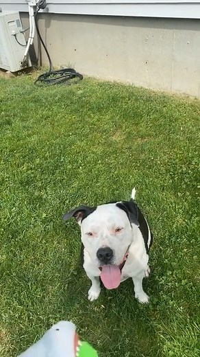 7.1K views · 163 reactions | Good doggy | The Shark Puppet | Facebook