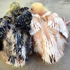 2.6M views · 69K reactions | From Crossing to Hatching Eggs Full Informative Video | Baby Pigeon Growth Stages #BIRD24 #pigeongrowthstages #pigeongrowth #babypigeon #growsupbabypigeon #cutebirds #babybirdsgrowthstages #babyparakeets #pigeonhatching #birdshatch #birdtame #tamebird #birdsgrowsup #parrotvideo #parrottalking #parrottame #birds #birdsbrowthstages | BIRD 24 | Facebook