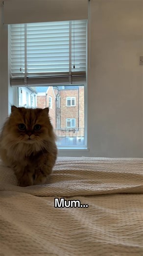 Cat Clockwerk Announcement at 7:03 AM