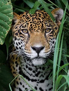 The Jaguar - Maya Archaeologist - Dr Diane Davies