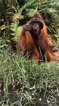 Orangutans Are Among the Smartest Animals on Earth