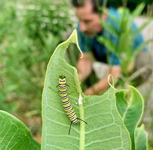 Mowing for monarchs, Part I | Data Nuggets