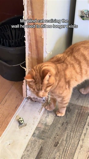 Hehe #blindcat #weasley #catlife #orangecat