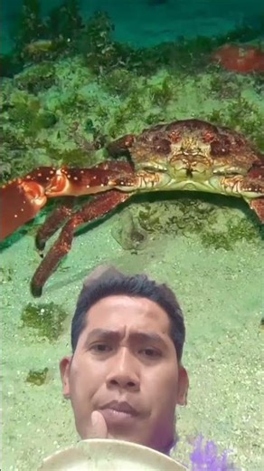 😱😱ALIEN CRABS #rivercrab #scubadiving #crab #scuba #marinelife #ocean