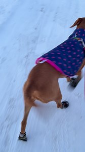 One of Winona’s paws was a little bit sensitive to the ice, so we got our boots on and still got our walk in! I made sure to put some mushers secret on when we got home. 😂 Side question - do you dress up your dog in cute outfits during the holidays? | BIG 98.7