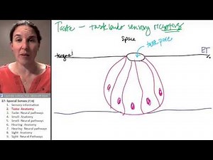 Special Senses 2- Gustatory anatomy