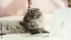 slow motion of cute cat lying on bed and licking nose near laptop in bedroom