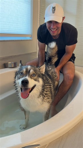 #MrsMeyersPartner Blue knows how to air dry well 😂 Can you beat Blue’s zoomie score? Search for the “After Bath Zoomies” filter by @Mrs. Meyer’s Clean Day. Get 20% off pet care items using code ABZ20 at mrsmeyers.com #MrsMeyersForPets #AfterBathZoomies