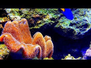 🐠🐟 AQUARIUM WATER SOUND 12 Hours - White noise pump machine ambiance for relaxation study sleep