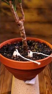 It's Summer! Your Garden Need a Makeover!!