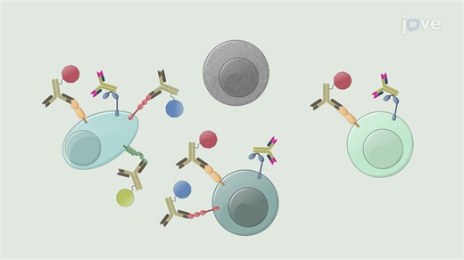 视频: 基于流式细胞术的细胞分选，适用于不同的循环 B 细胞群 - 实验