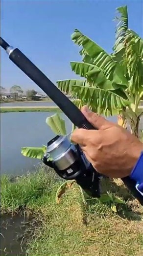 FIGHTING a MONSTER FISH! You WON'T BELIEVE its SIZE! #shorts