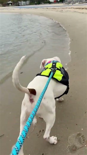 Meet Nian a Terrier, American Pit Bull currently available for adoption! 5/3/2026 9:28:21 AM
