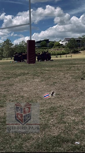 #bellbird #fyp credits to king dezz