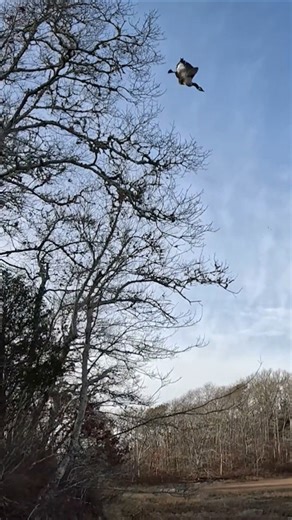 Solo Goose Almost Takes Us Out 😂 #hunting #goosehunting