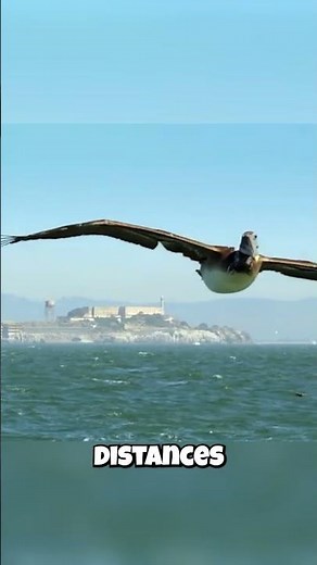 The Bird That FLIES for 24 Hours Straight?! ✈️