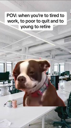 Funny Dog Meme Compilation: Crying Dogs and Relatable Humor