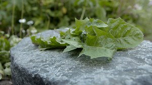Are Dandelions Edible? | Britannica