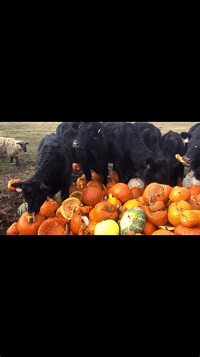 1.5K views · 243 reactions | ♻️ Recycle your pumpkins and save them...