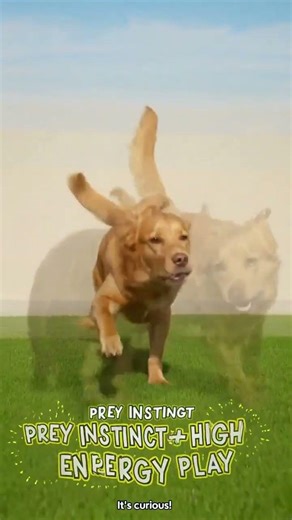 Why Dogs Chase Their Shadow 🌀 Funny or Confused?