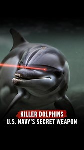15K views · 473 reactions | Yep, killer dolphins exist and I'm proud to report that they're AMERICAN. The U.S. Navy has had the dolphin training program since the 1960s. They're mostly trained to locate underwater mines, retrieve objects from the seafloor, and hit unsuspecting SEALs on diving exercises. So you can thank the dolphins for their service this Veterans Day. | Dan Crenshaw | Facebook