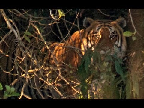 The huge male bengal tiger at nepal the biggest cat in the world