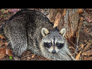 Safe Release and Dog proof Trap Discussion