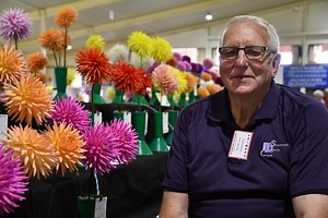 Dahlia show a riot of colour