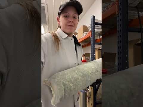 Behind the Scenes: Filling Fresh-Frozen Pouches for LIVE RESIN on ETS Propane Extractor