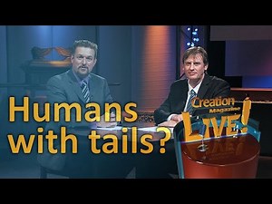 The fascinating story of human tail life