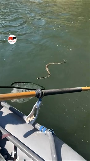 Why Does This Snake Keep Coming to You?