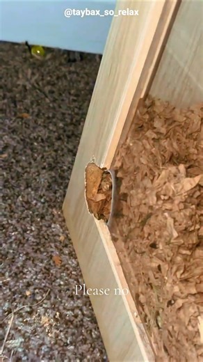 but no mouse was found telugu #telugu #telugushorts