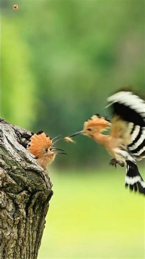 Eurasian Hoopoe Sounds ❤️ (4)