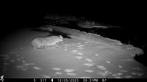 241K views · 496 reactions | Stealth Mode! Browning Trail Cameras | Trailcampro.com | Facebook