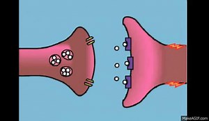Neurotransmitter on Make a GIF