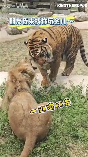 Tiger versus Lion: Young Tiger knocks over young male lion #tiger #versus #lion