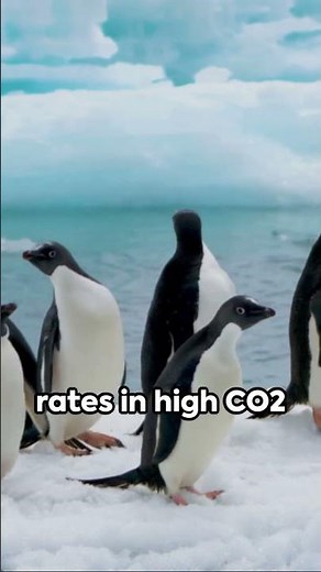 Antarctic Food Web A Delicate Balance