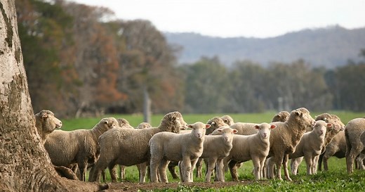 Making More From Sheep has relaunched today! 🐑 The well-respected Making More From Sheep (MMFS) has been relaunched with significantly updated and new information for sheep producers. MMFS is a one-stop-shop and includes the latest research, tools and information from resources, videos, apps, technologies, podcasts and fact sheets. 📚 The 12 Modules are the backbone of MMFS and cover all aspects of sheep production – sheep and human wellbeing and welfare, wool, lamb and sheepmeat production, su