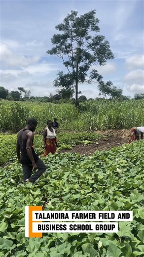 “I can now feed my family and even sell what I grow.” But what if every farmer had the skills to turn their land into both food and income? Liness Sitima, a member of the Talandira Farmer Field & Business School in Thyolo, is grateful for the skills she gained through the DREAMS Project. From growing vegetables for her household to selling surplus produce, she’s turning knowledge into real impact, one harvest at a time. #CAREalwaysthere #caremalawi #malawi #malawitiktok🇲🇼