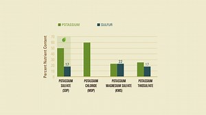 Potassium Management - An Overview